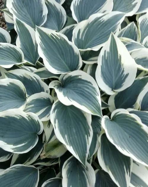 Plantain lilies 'Blue Ivory'