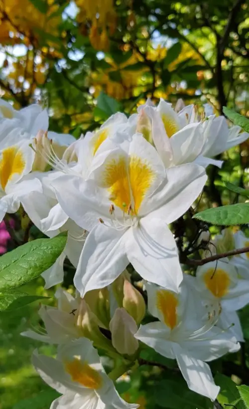 Rhododendron 'Persil'