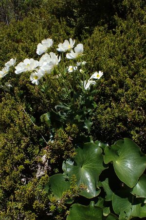 Ranunculus lyallii - PictureThis