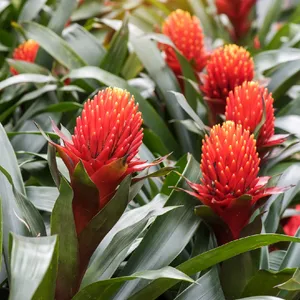 Wie beschneidet man Billbergia pyramidalis?