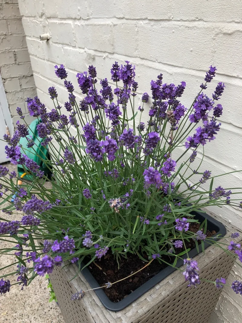 Discover the Benefits and Uses of Melissa Lilac Lavender in Your Garden and  Home