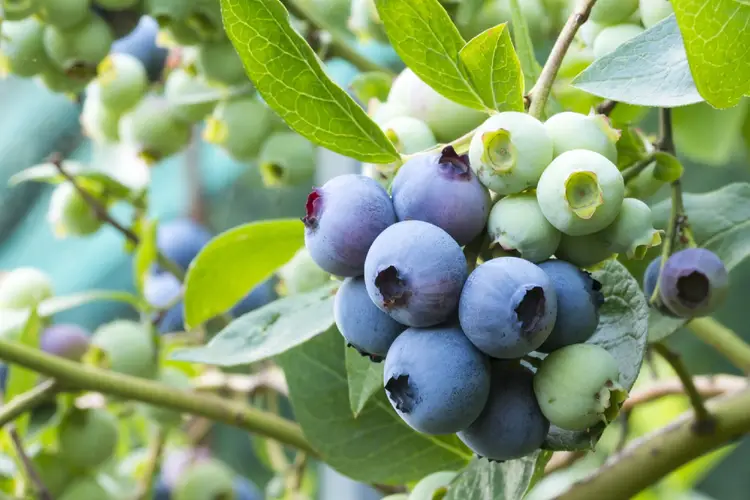 Highbush blueberry 'Patriot'