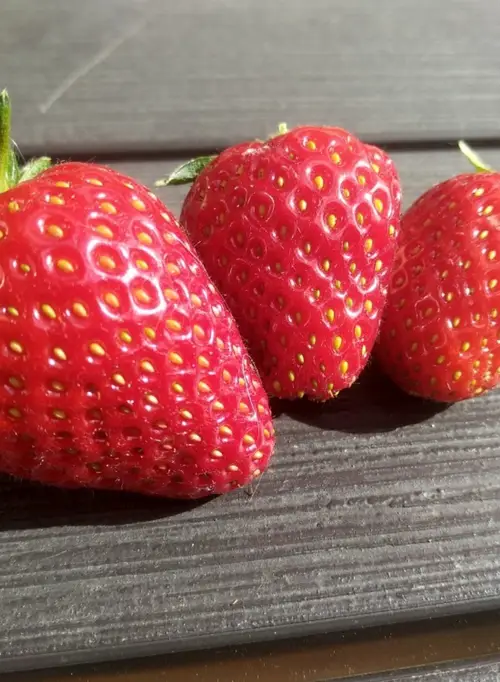 Garden strawberry 'Earliglow'
