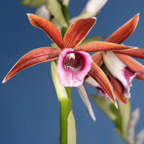Orchidea cappotto di suora