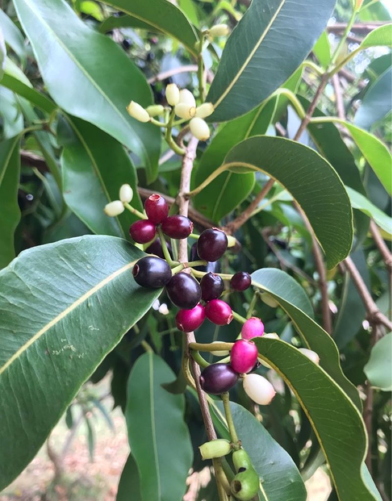 How to Fertilize Your Java plum for Optimal Growth?