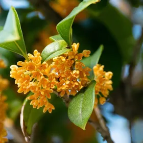 Como identificar Jasmin-do-Imperador (Osmanthus fragrans)