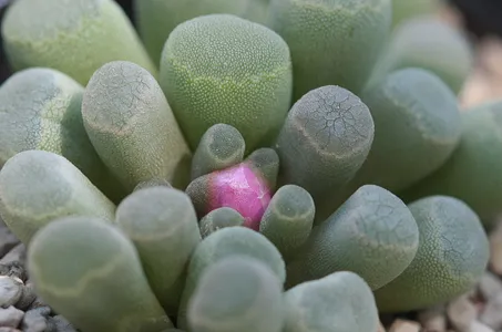 Fairy elephant's feet (Frithia pulchra) - PictureThis