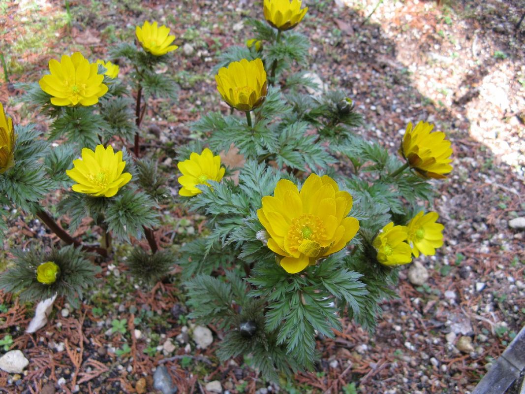 キタミフクジュソウ（北見福寿草）は有毒ですか？