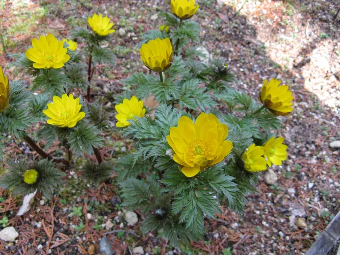 キタミフクジュソウ（北見福寿草） (ケア, 特徴, 花, 画像)