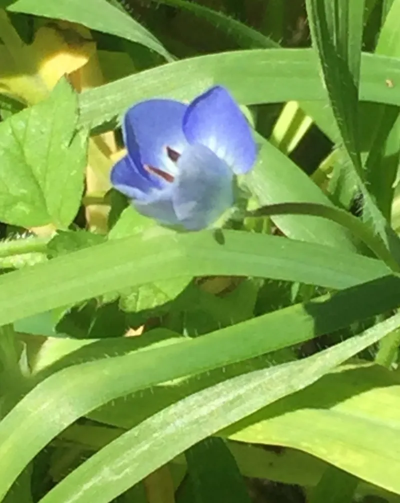クワガタソウの魅力と花言葉について詳しく解説