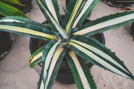 bogenhanf blhton Bogenhanf - Sansevieria laurentii :12 H:35 cm - Pflanzen sicher zu dir  nach Hause