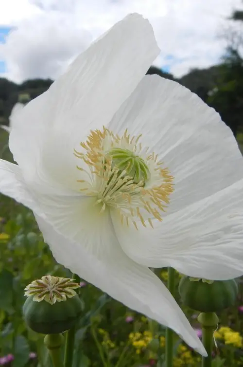 Opium poppy 'Sissinghurst White'