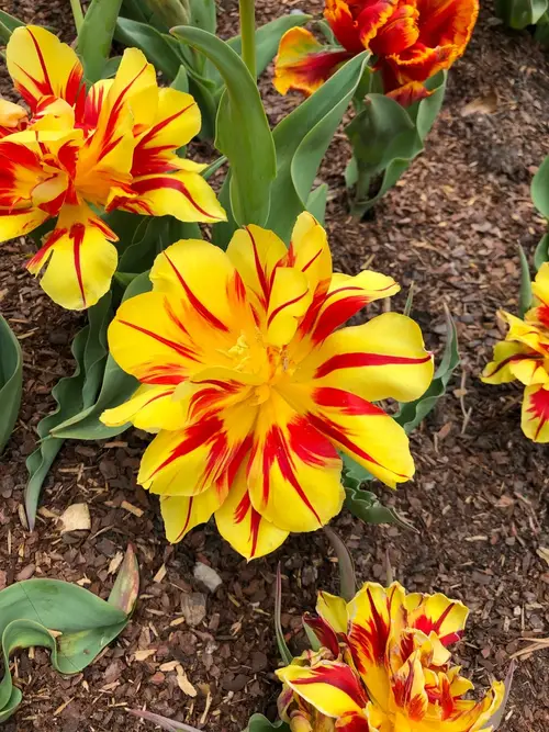 Tulips 'Monsella'