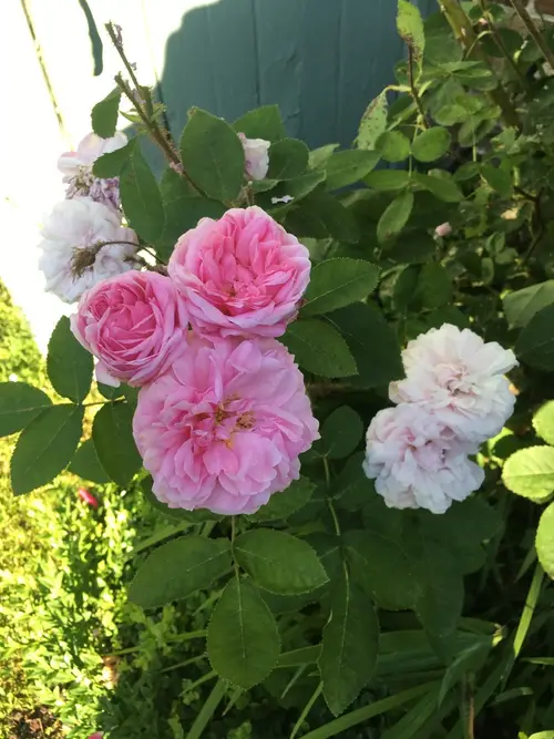 Rosa × centifolia 'Muscosa'