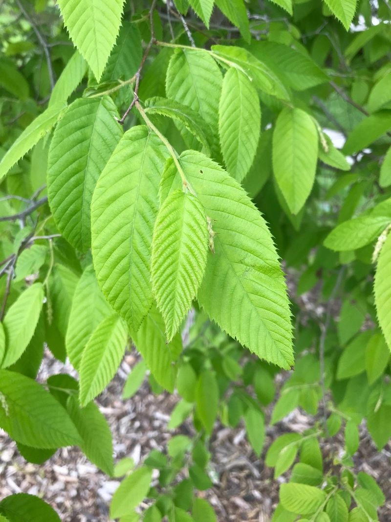 Discover the Unique Benefits and Uses of Zhejiang hop-hornbeam for ...