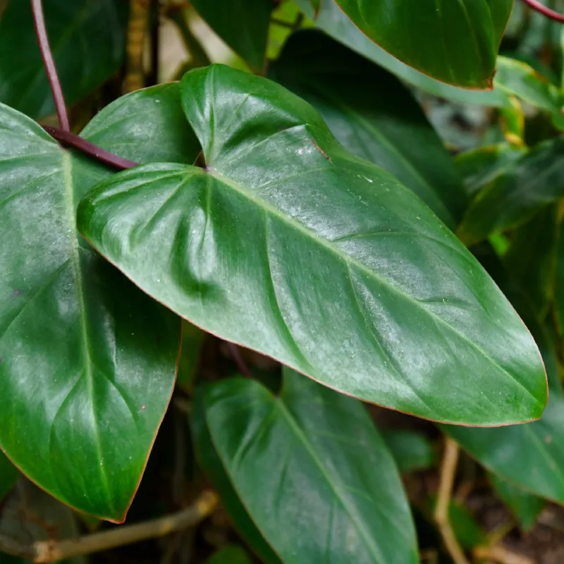Was sind hufige Probleme mit Rotblttriger Philodendron 'Red Emerald'?