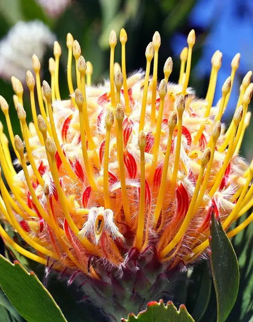 Red pincushion-protea 'Veldfire'