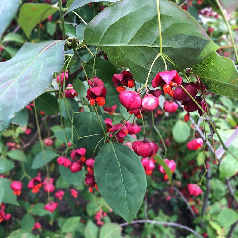 Discover the Incredible Benefits of Burningbush for Your Garden and ...