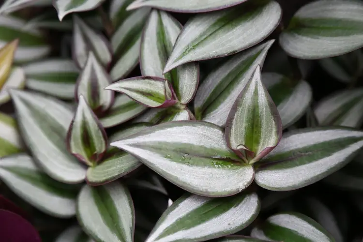 Silver inch plant