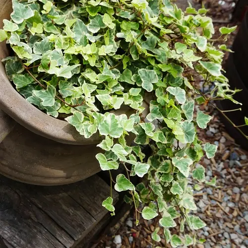 Ivy 'White Wonder' Care (Watering, Fertilize, Pruning, Propagation) -  PictureThis