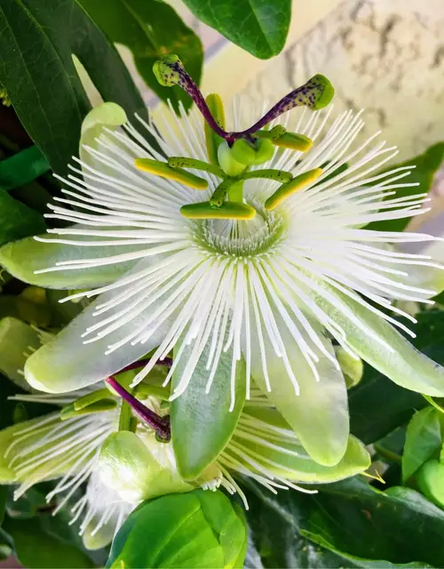 Passion flowers 'Snow Queen'