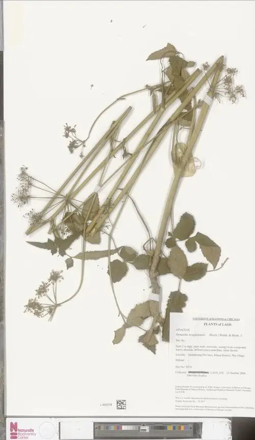 Oenanthe benghalensis