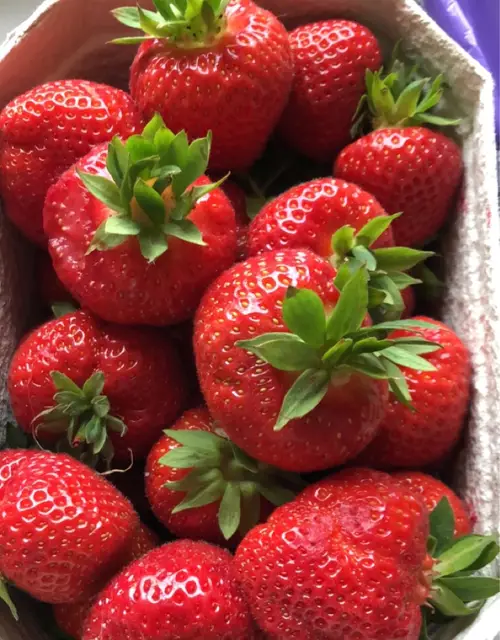 Strawberries 'Allstar'