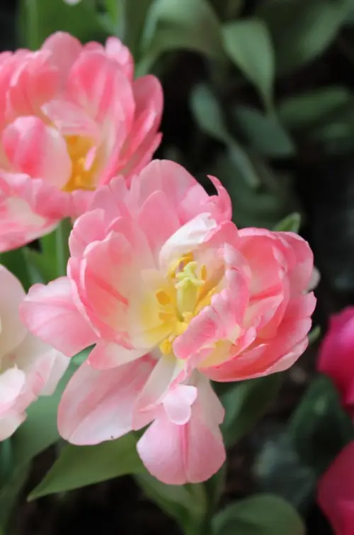 Tulips 'Finola'