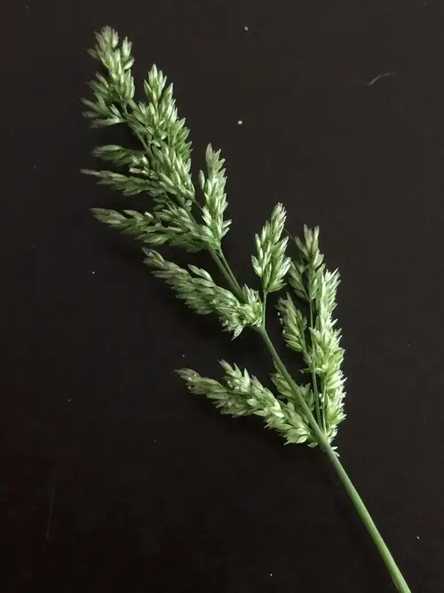 苔綠棒頭草