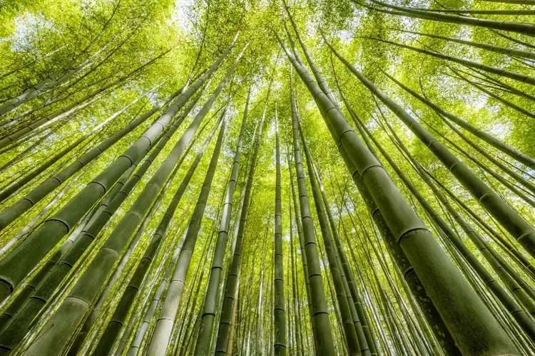 Sunburst bamboo