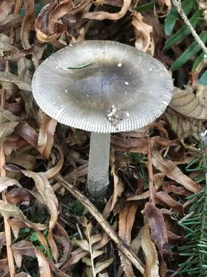 ツルタケ（鶴茸） (Amanita vaginata) - PictureThis