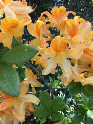 How to Grow and Care for Honey-bell rhododendron 'Harvest Moon'