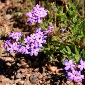 Dakota mock vervain - Glandularia bipinnatifida (Care