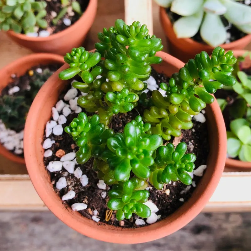 ミドリガメノタマゴ（緑亀の卵）を多肉植物のデコレーションに使う方法