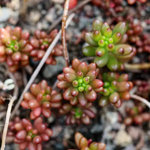 Sedum × rubrotinctum 'Redberry'