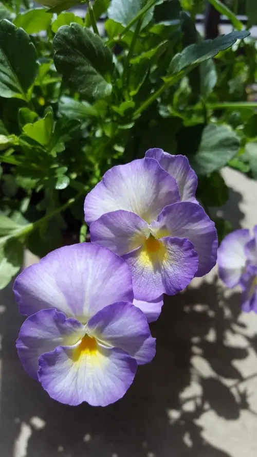 Viola cornuta 'Halo Lilac'