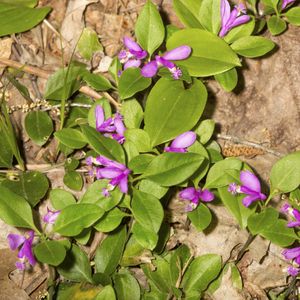 How to Grow and Care for Fringed polygala
