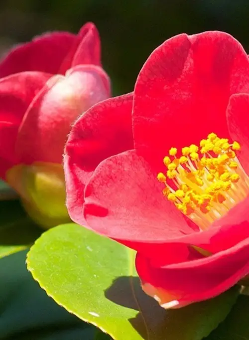Japanese camellia 'Jupiter'