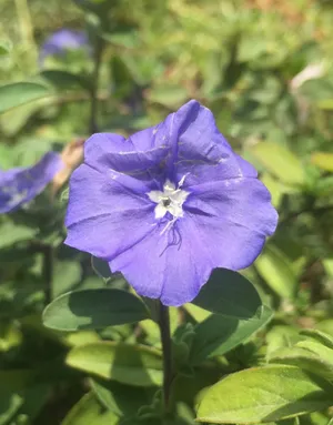 アメリカンブルー (ケア, 特徴, 花, 画像)