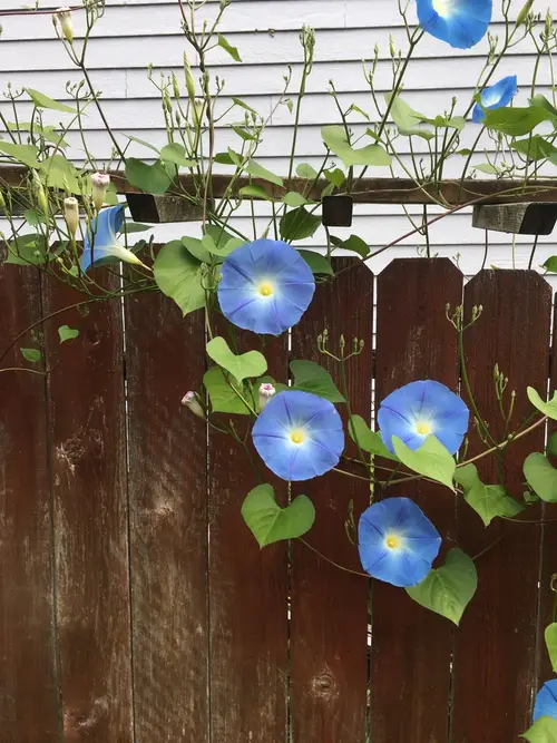 Mexican morning glory 'Heavenly Blue'