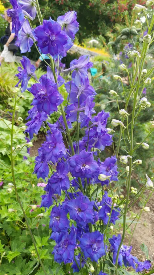 Candle larkspur 'Mighty Atom'