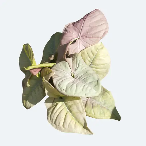 Syngonium podophyllum 'Pink Allusion'