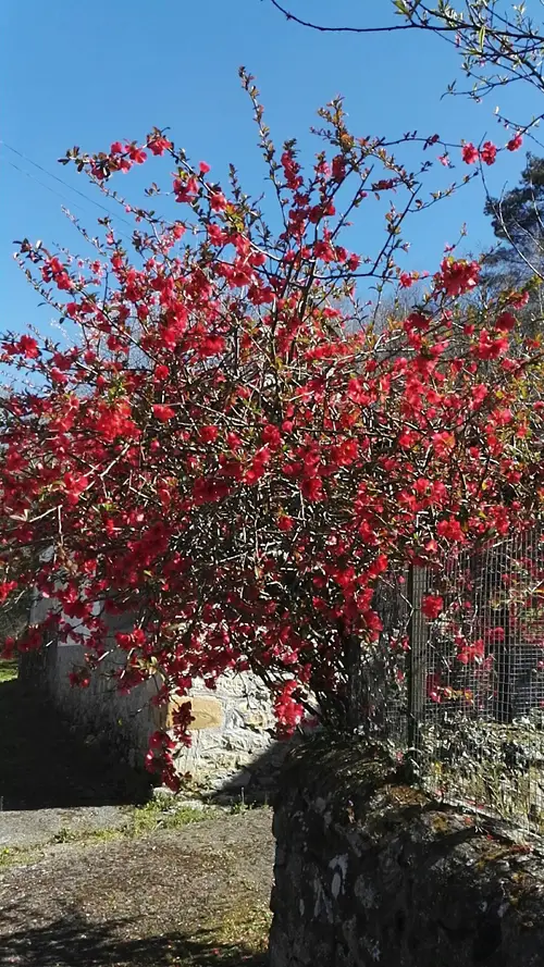 Flowering quince 'Texas Scarlet'