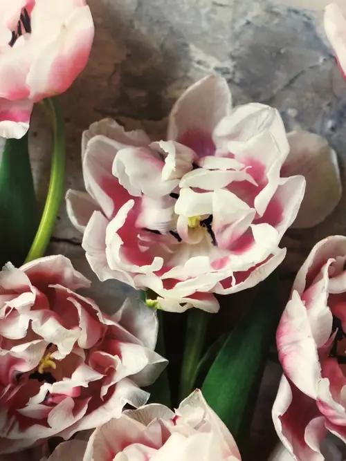 Tulips 'Wirosa'