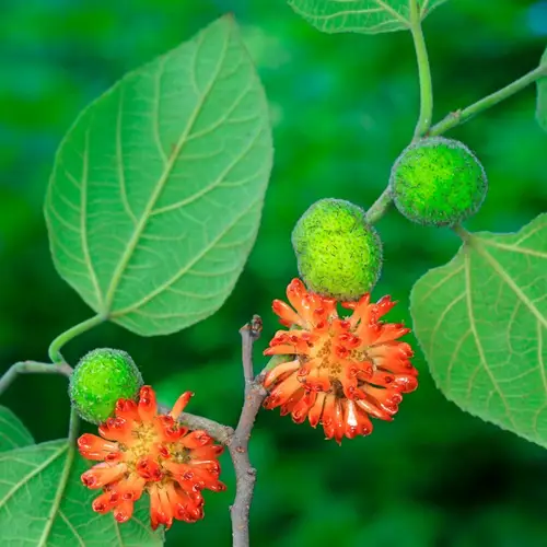 構樹 (Broussonetia papyrifera) 照顧，種植，繁殖，開花時間 - PictureThis