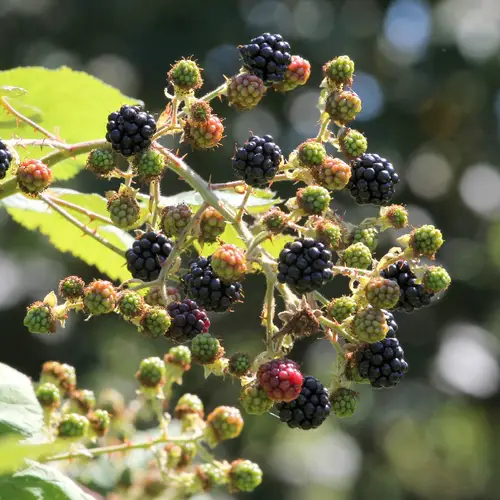 喜馬拉雅黑莓