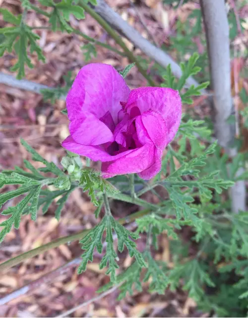 Purple horned poppy