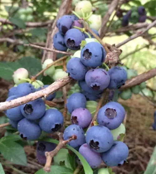 Highbush blueberry 'Toro'