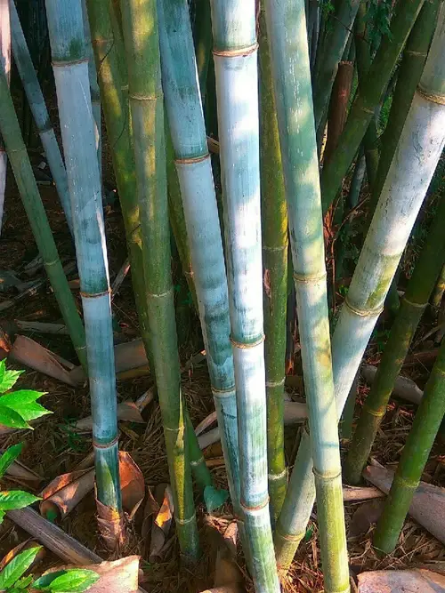 White bamboo 'Barbelletta'