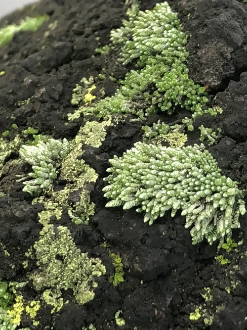 ギンゴケ（銀蘚） (ケア, 特徴, 文化, 画像)